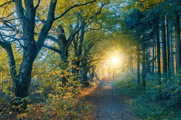 Jesienią Kolorowe Drzewa Jesień Road Forrest — Zdjęcie stockowe