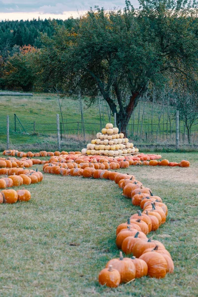 Piramis Őszi Betakarított Sütőtök Elintézte Móka Színes Változatok Halloween Tök — Stock Fotó