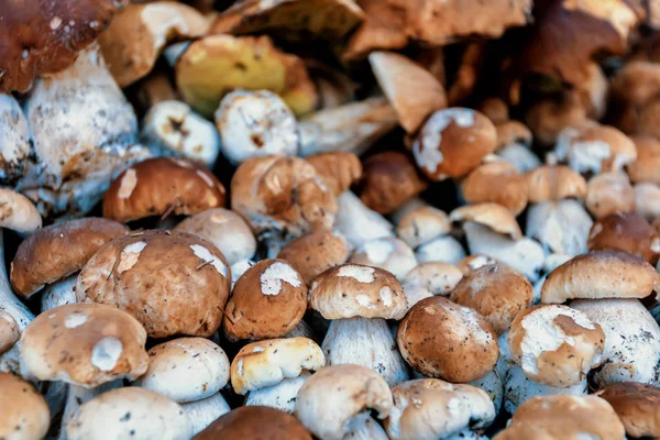 Fundo Natural Cogumelos Recém Coletados Boletus Edulis Floresta Uma Pilha — Fotografia de Stock