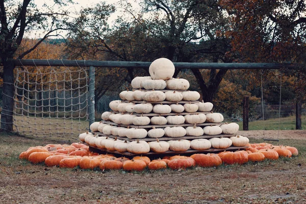 Piramis Őszi Betakarított Sütőtök Elintézte Móka Színes Változatok Halloween Tök — Stock Fotó