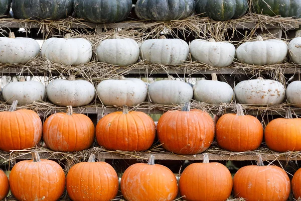 Sonbaharda Hasat Pumpkins Cadılar Bayramı Tatil Kavramı Arka Plan Arka — Stok fotoğraf