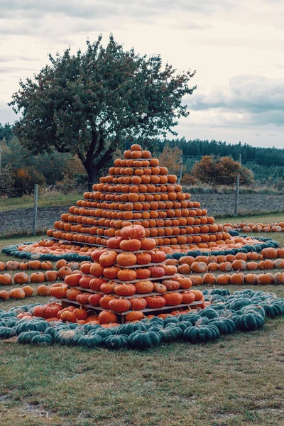 Pyramid Autumn Harvested Pumpkins Arranged Fun Color Variations Halloween Holiday — Stock Photo, Image