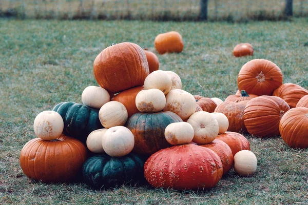 Autumn Halloween Decoration Pumpkins Collection Arranged Ground Pleasing Fall Outdoor — Stock Photo, Image