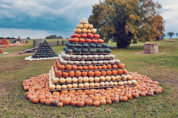 Pyramid Autumn Harvested Pumpkins Arranged Fun Color Variations Halloween Holiday — Stock Photo, Image