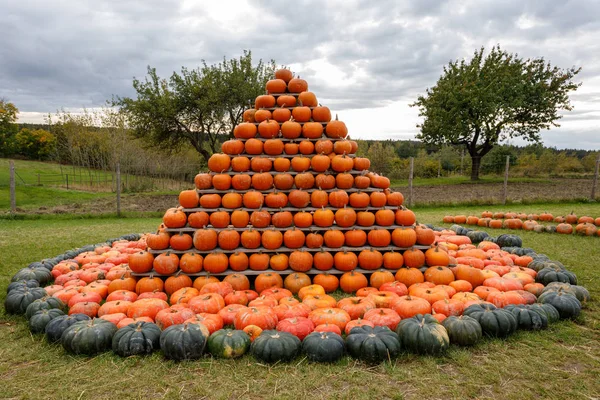 Piramis Őszi Betakarított Sütőtök Elintézte Móka Színes Változatok Halloween Tök — Stock Fotó