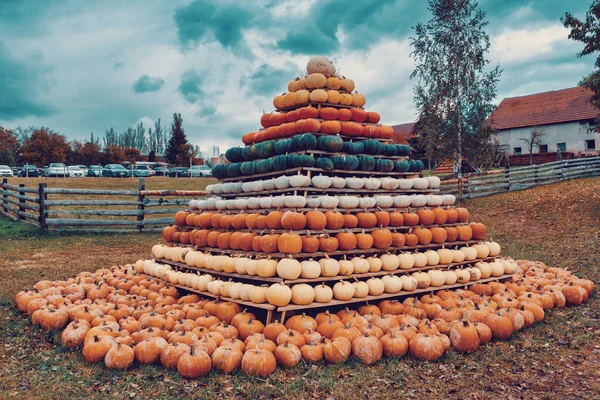 Piramis Őszi Betakarított Sütőtök Elintézte Móka Színes Változatok Halloween Tök — Stock Fotó