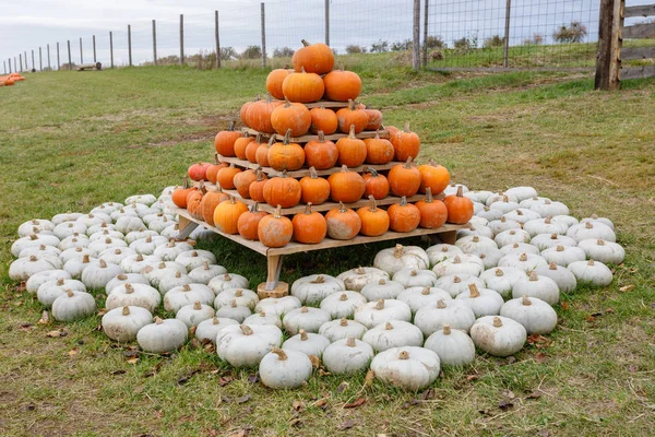 Piramis Őszi Betakarított Sütőtök Elintézte Móka Színes Változatok Halloween Tök — Stock Fotó