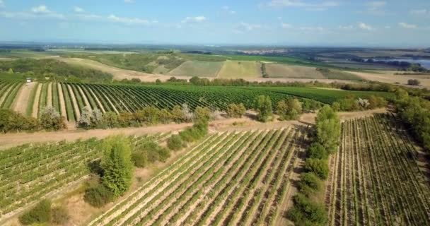 Paisaje de verano con viñedos en el campo — Vídeo de stock