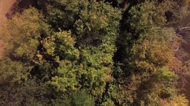 yukarıdan Sonbahar Ağaç kron görüntülemek