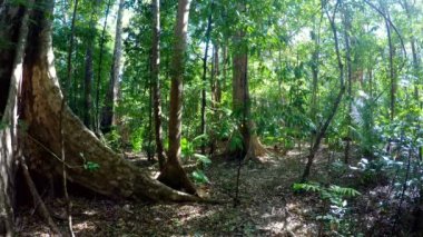 Tangkoko yağmur ormanları, Kuzey Sulawesi, Endonezya
