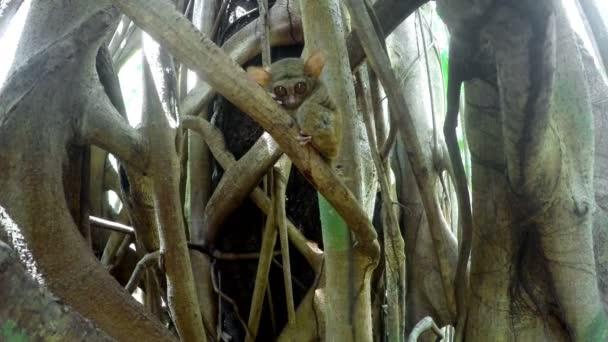 Tarsius Spectrum, Tangkoko, Severní Sulawesi Indonésie — Stock video