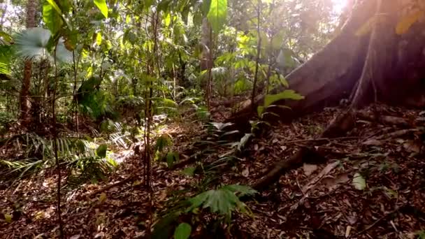 Tangkoko rainforest, Észak-Sulawesi, Indonézia — Stock videók