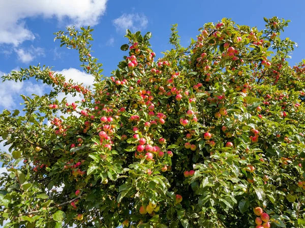 Pequeñas Manzanas Rojas Rama Del Manzano Soleado Día Otoño — Foto de Stock