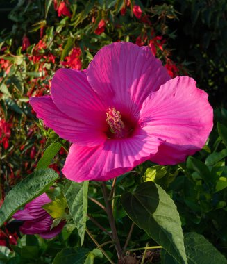büyük ve güzel bataklık gülü Mallow (Hibiscus moscheutos) sonbahar bahçede çiçek