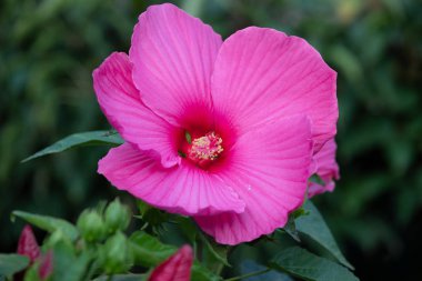 büyük ve güzel bataklık gülü Mallow (Hibiscus moscheutos) sonbahar bahçede çiçek