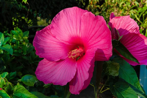 盛开的大而美丽的沼泽玫瑰锦葵 芙蓉芙蓉 在秋季花园 — 图库照片