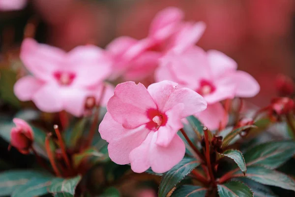 Πανέμορφο Λουλούδι Ποτ Ροζ Νέα Γουινέα Impatiens Στον Φθινοπωρινό Κήπο — Φωτογραφία Αρχείου