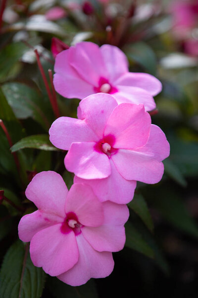 beautiful flower in pot, Pink New Guinea Impatiens in autumn garden