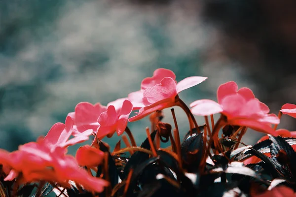 Bellissimo Fiore Vaso Rosa Nuova Guinea Impatiens Giardino Autunno — Foto Stock