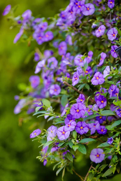 Árbol Flores Blue Potato Bush Fountain Lycianthes Rantonnetii Hermosas Flores —  Fotos de Stock