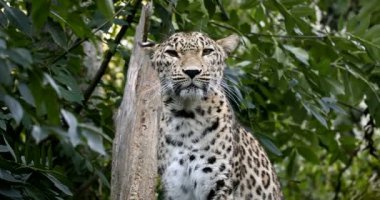 Ceylon Sri Lanka parsı (Panthera pardus kotiya), kedi Endangered IUCN Kırmızı listesi üzerinde olarak listelenen yapıldı.