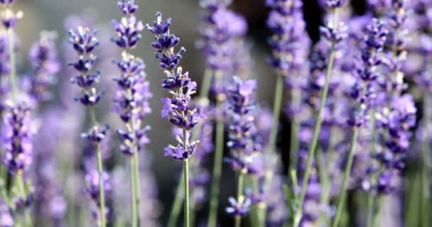 Summer Lavender Flowering Garden Close Shallow Focus Summer Background — Stock Video