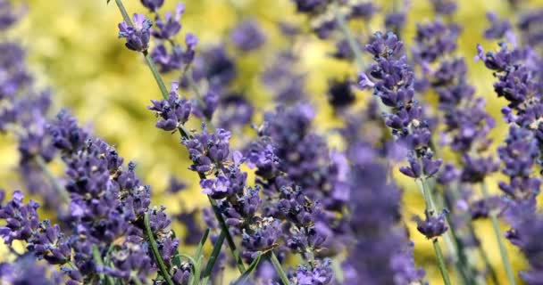 Summer Lavender Flowering Garden Close Shallow Focus Summer Background — Stock Video