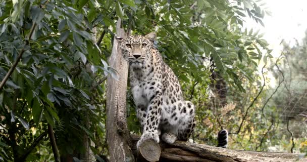 锡兰斯里兰卡豹 虎帕尔德斯 Kotiya 猫被列为濒危物种保护联盟红名单 — 图库视频影像