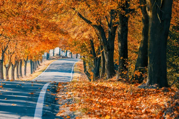 Krásná Romantická Podzimní Barevná Ulička Barevnými Stromy Slunečním Světlem Podzimní — Stock fotografie