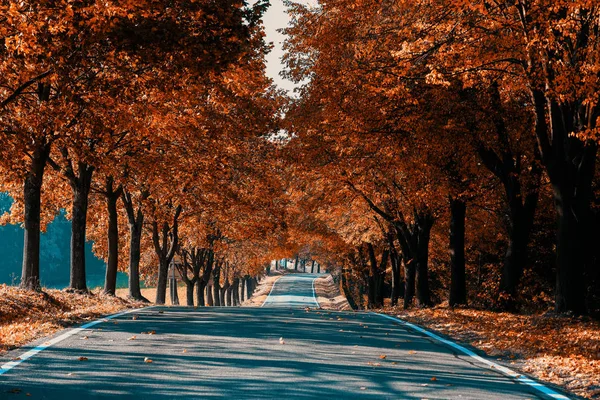 Mooie Romantische Val Gekleurde Steeg Met Kleurrijke Bomen Zonlicht Herfst — Stockfoto
