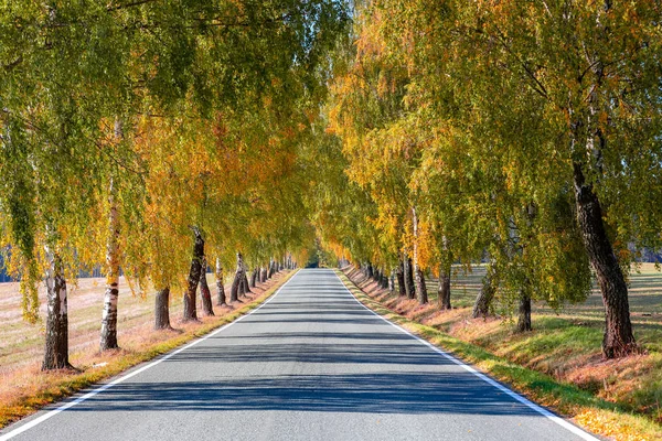 Beautiful Romantic Fall Colored Alley Colorful Trees Sunlight Autumn Season — Stock Photo, Image