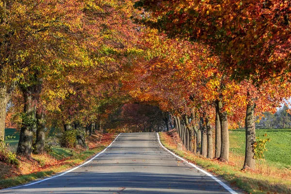 Beautiful Romantic Fall Colored Alley Colorful Trees Sunlight Autumn Season — Stock Photo, Image