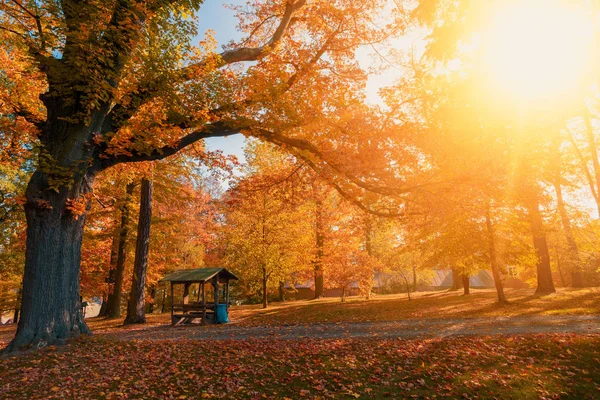 Schöner Und Romantischer Herbstfarbener Park Mit Bunten Bäumen Und Sonnenlicht — Stockfoto