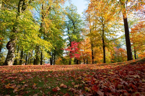 Schöner Und Romantischer Herbstfarbener Park Mit Bunten Bäumen Und Sonnenlicht — Stockfoto