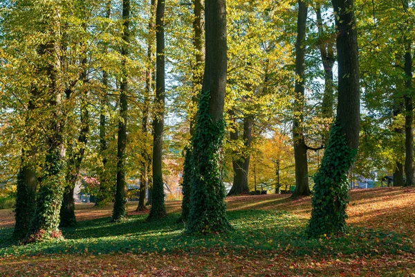 Mooie Romantische Val Gekleurde Park Met Kleurrijke Bomen Zonlicht Herfst — Stockfoto