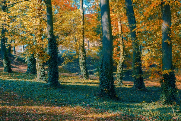 美しく ロマンチックな秋の色のカラフルな木と日光のある公園 秋の季節に自然な背景 — ストック写真
