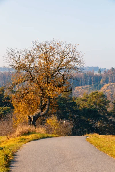 Vacker Och Romantisk Höstfärgad Gränd Med Färgglada Träd Och Solljus — Stockfoto