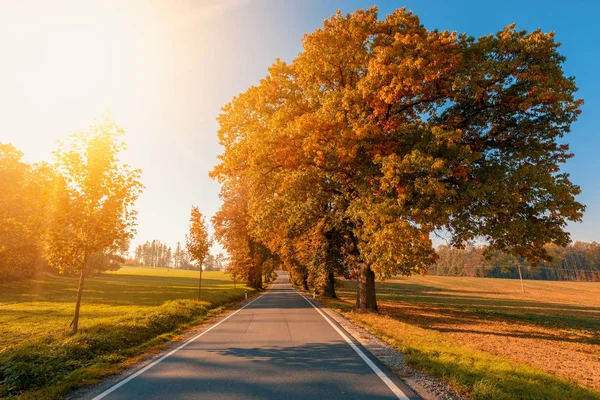 Schöne Und Romantische Herbst Farbige Allee Mit Bunten Bäumen Und — Stockfoto