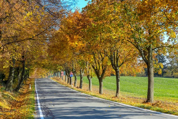 Krásný Romantický Podzim Barevné Silnice Jako Alej Barevné Stromy Slunce — Stock fotografie