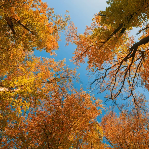 Höstens Färgade Tree Top Höstsäsong Mot Blå Himmel — Stockfoto