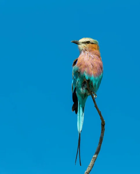 Hermoso Pájaro Color Lila Brested Rodillo Coracias Caudata Parque Nacional — Foto de Stock