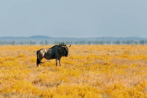 Salvaje Blue Wildebeest Gnu Etosha Desierto Floreciente Amarillo Después Temporada — Foto de Stock