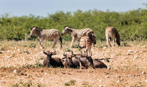 Wildebeest Bleu Sauvage Gnu Etosha Dans Troupeau Fond Zèbres Namibie — Photo