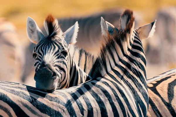 Wunderschöner Abgestreifter Zebrakopf Afrikanischen Busch Etosha Wildpark Namibia Africa Safari — Stockfoto