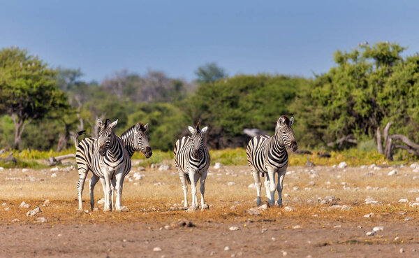 Beautiful stripped zebra herd in african bush. Etosha game reserve, Namibia, Africa safari wildlife. Wild animal in the nature habitat. This is Africa.