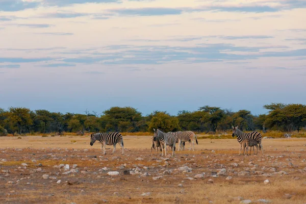 Belo Rebanho Zebra Despojado Arbusto Africano Reserva Caça Etosha Namíbia — Fotografia de Stock