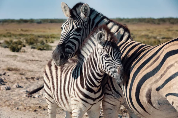 美丽的剥斑马和小牛在非洲灌木 埃托沙游戏保护区 纳米比亚 非洲野生动物园 自然界动物栖息地的野生动物 这是非洲 — 图库照片