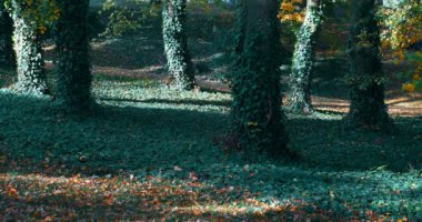 Güzel ve romantik sonbahar renkli park renkli ağaçlar ve güneş ışığı ile. Düşen sonbahar sezonu doğal arka plan bırakır