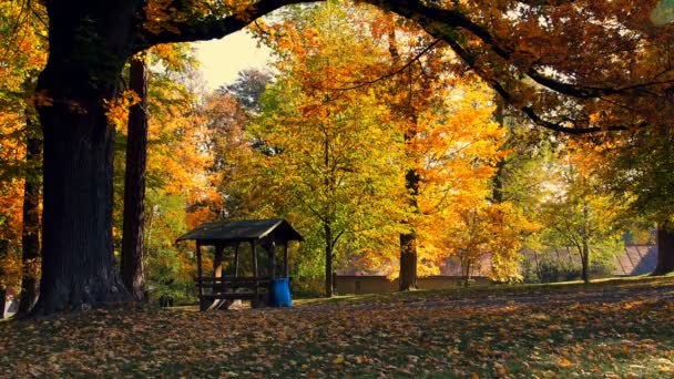 美しく ロマンチックな秋の色のカラフルな木と日光のある公園 葉の落ちる秋の季節に自然な背景 — ストック動画