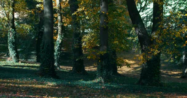 Beautiful Romantic Fall Colored Park Colorful Trees Sunlight Autumn Season — Stock Video